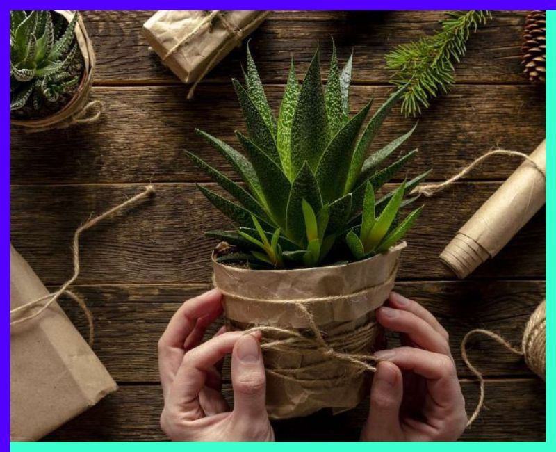 14 Gifts Ideas for Plant Lovers That Go Above and Beyond More Plants