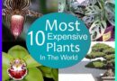 10 Most Expensive plants in the world