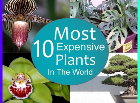 10 Most Expensive plants in the world