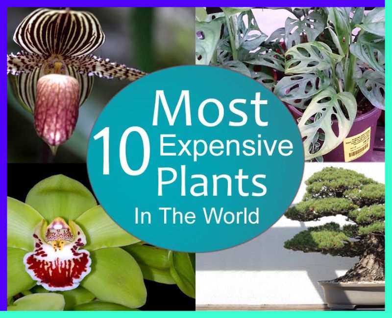 10 Most Expensive plants in the world