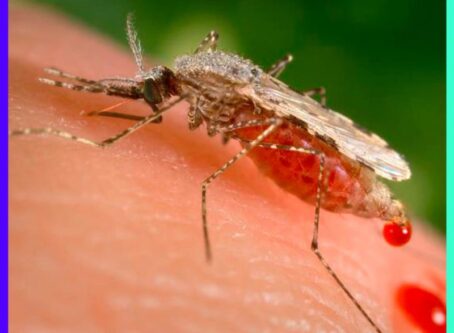 Massachusetts Towns on High Alert as deadly Mosquito Virus Strikes