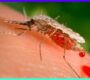 Massachusetts Towns on High Alert as deadly Mosquito Virus Strikes