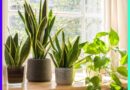 Top 10 Best Indoor Plants to Grow at Home