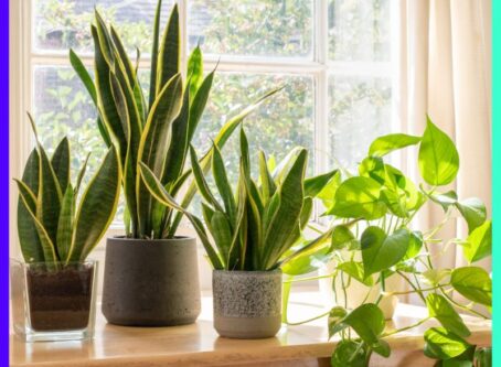 Top 10 Best Indoor Plants to Grow at Home