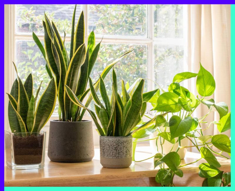 Top 10 Best Indoor Plants to Grow at Home