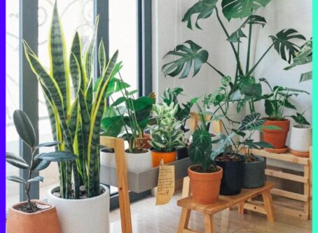 Top Air Purifier Plants in the World