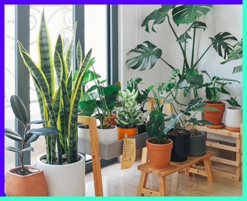 Top Air Purifier Plants in the World